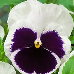 Виола крупноцветковая Экстрада Вайт виз Блотч (1уп-100шт) профессиональные семена