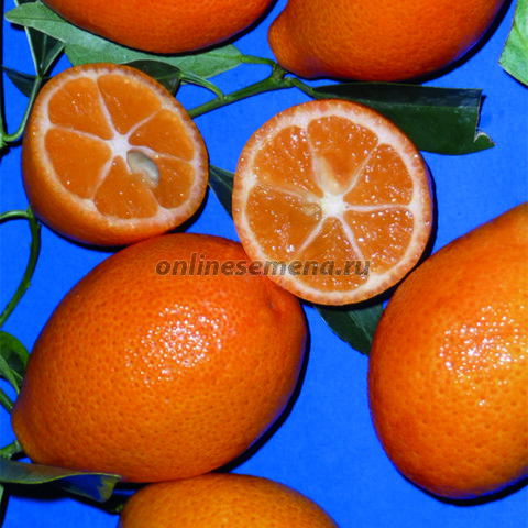 Оранжекват
