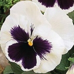 Виола крупноцветковая Матрикс Вайт Блотч (1уп-100шт) профессиональные семена