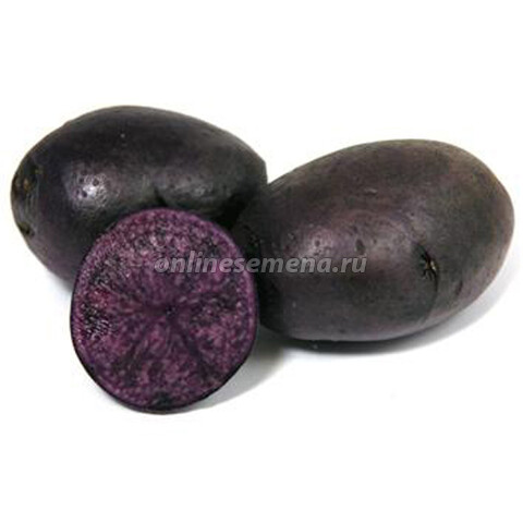 Картофель семенной Фиолетовый (элита) (1 кг)