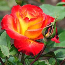 Роза чайно-гибридная Алинка (С3,5л)