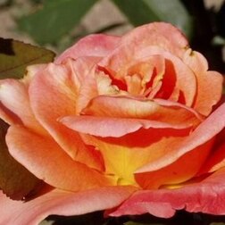 Роза чайно-гибридная Консул (С3,5л)
