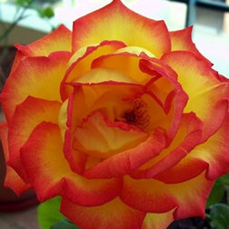 Роза чайно-гибридная Султан (С3,5л)