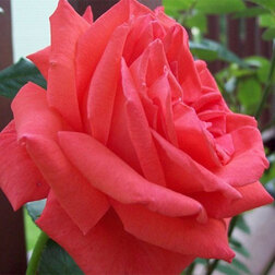 Роза чайно-гибридная Танор Стар (С3,5л)