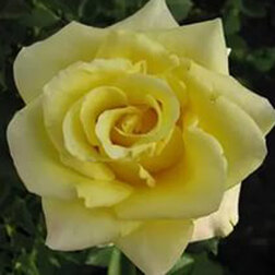Роза чайно-гибридная Цитрон (С3,5л)
