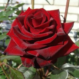 Роза чайно-гибридная Черная Магия (С3,5л)