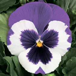Виола крупноцветковая Дельта Виолет энд Вайт (1уп-100шт) профессиональные семена