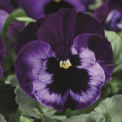 Виола крупноцветковая Дельта Неон Виолет (1уп-100шт) профессиональные семена