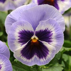 Виола крупноцветковая Матрикс Блю Винг (1уп-100шт) профессиональные семена
