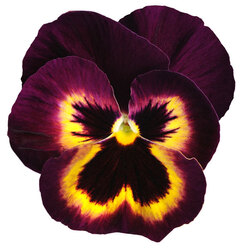Виола крупноцветковая Матрикс Сангрия (1уп-100шт) профессиональные семена