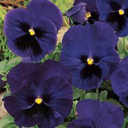 Виола крупноцветковая Матрикс Блю Блотч (1уп-100шт) профессиональные семена