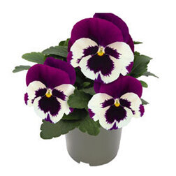 Виола крупноцветковая Инспайер Делюкс Вайт Виолет Винг (1уп-1000шт) профессиональные семена