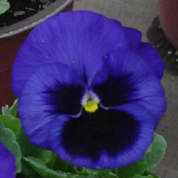 Виола крупноцветковая Инспайер Делюкс Дип Блю Блотч (1уп-1000шт) профессиональные семена