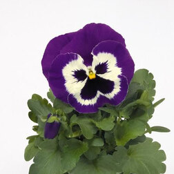 Виола крупноцветковая Инспайер Плюс Виолет Фэйс (1 уп-1000шт) профессиональные семена