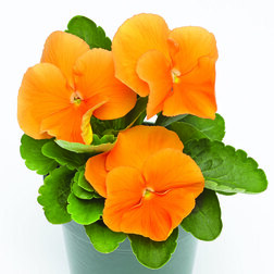 Виола крупноцветковая Инспайер Плюс Оранж (1 уп-1000шт) профессиональные семена