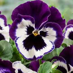 Виола крупноцветковая Экстрада Виолет Фэйс (1уп-1000шт) профессиональные семена