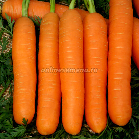 Морковь Нанте'
