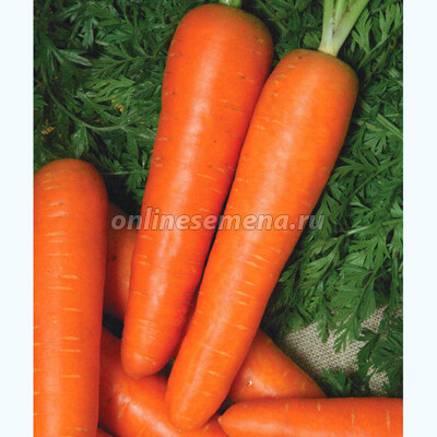Морковь Берликум Роял'