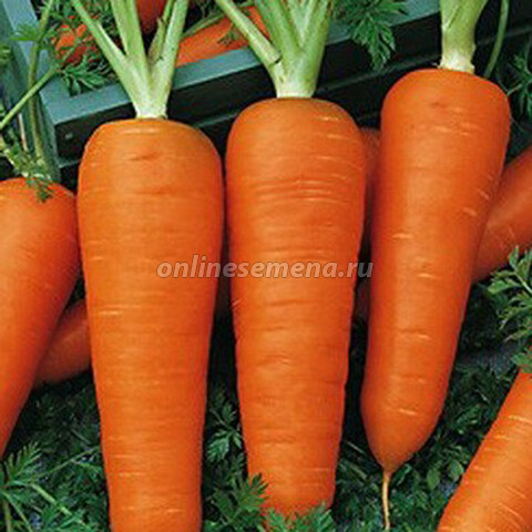 Морковь Шантенэ 2461'