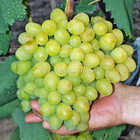 Виноград плодовый Галахад