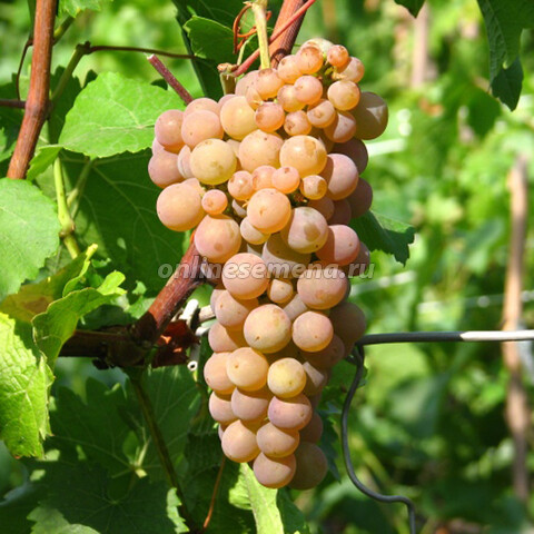 Виноград плодовый Платовский