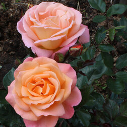 Роза чайно-гибридная Дорис Тистерман (С3,5л)