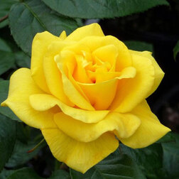 Роза флорибунда Голден Веддинг (С3,5л)