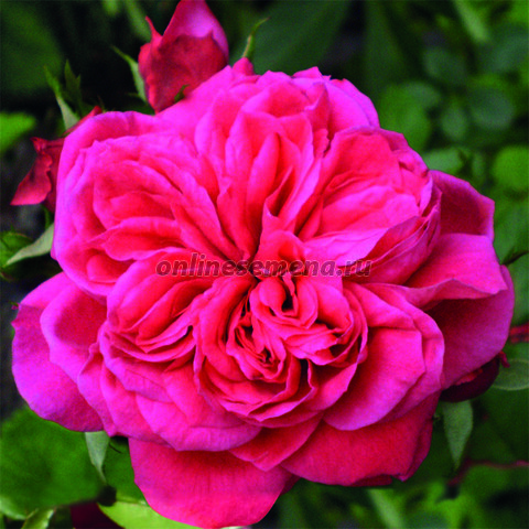 Саженцы розы Сангрия (флорибунда)