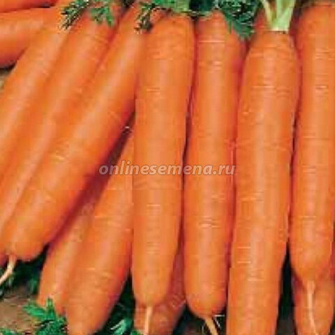 Морковь Витаминная 6'