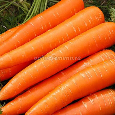 Семена моркови Королева осени