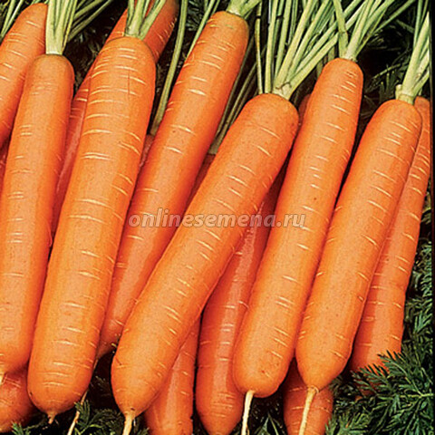 Семена моркови Нантская 4