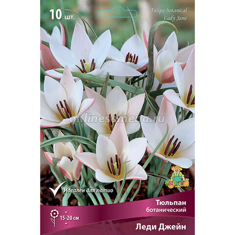 Тюльпан ботанический Леди Джейн (10 шт.)