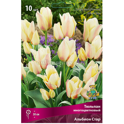 Тюльпан многоцветковый Альбион Стар (10 шт.)