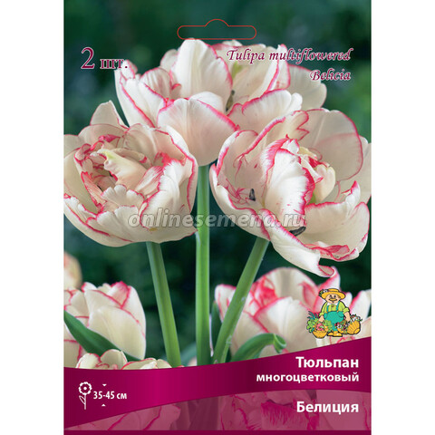 Тюльпан многоцветковый Белиция (10 шт.)
