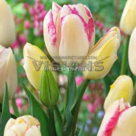 Тюльпан многоцветковый Грейсленд (10 шт.)