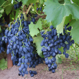 Виноград плодовый Надежда АЗОС (С3л)