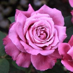 Роза чайно-гибридная Виолетт Парфюм (С3,5л)
