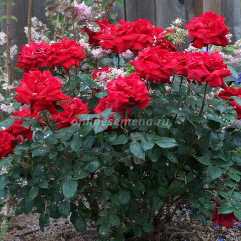 Роза чайно-гибридная Ингрид Бергман (С3,5л) (темно-красный)