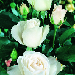 Роза чайно-гибридная Бианка (С3,5л)