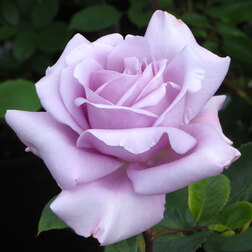 Роза чайно-гибридная Блю Мун (С3,5л) (сиреневый)