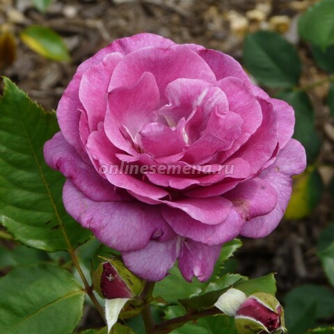 Роза чайно-гибридная Виолетт Парфюм