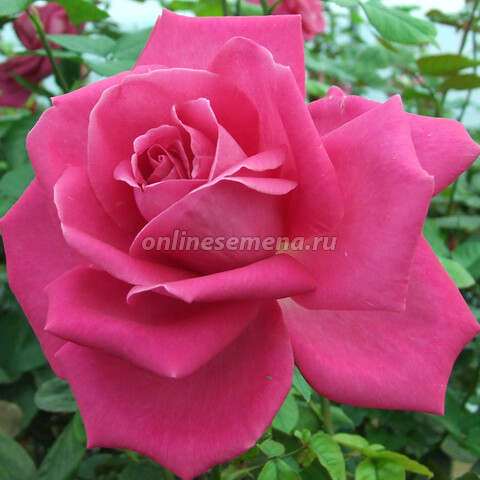 Роза чайно-гибридная Лючия 