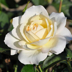 Роза чайно-гибридная Тру Лав (С3,5л)