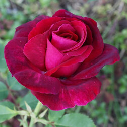 Роза канадская парковая Катберт Грант (С3,5)