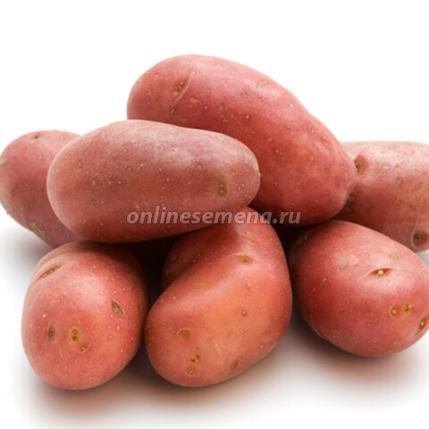 Картофель семенной Беллароза (с/элита) (3кг)