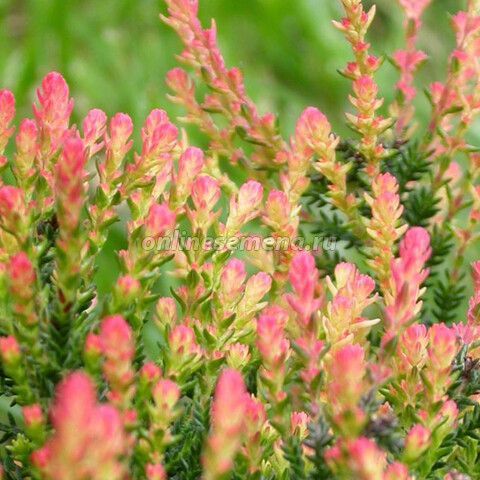 Вереск обыкновенный Спринг Точ (С1,5) (сиренево-розовый, яркий оттенок молодых побегов весной)