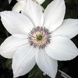 Клематис крупноцветковый Анна Каролина (С2) (белый)