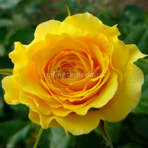 Роза флорибунда Чайна Гел (С3,5л)