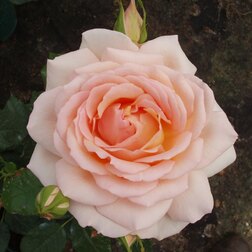 Роза чайно-гибридная Чандос Бьюти (C3,5)