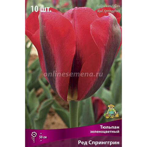 Тюльпан Зеленоцветный Ред Спринггрин (10 шт.)